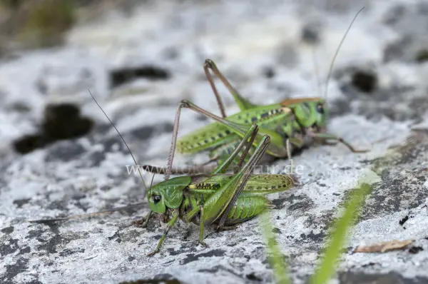 Fokus-Natur Bild
