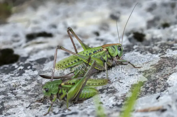 Fokus-Natur Bild