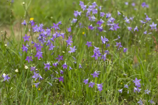 Fokus-Natur Bild