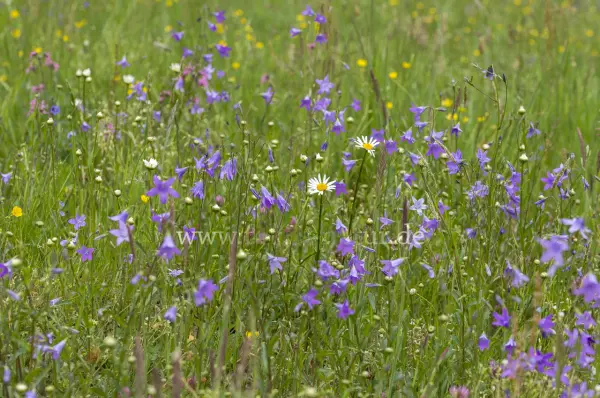 Fokus-Natur Bild