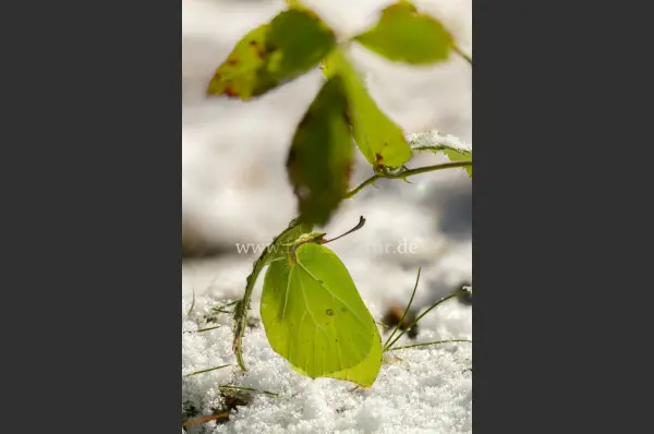 Fokus-Natur Bild