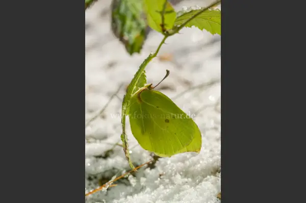 Fokus-Natur Bild