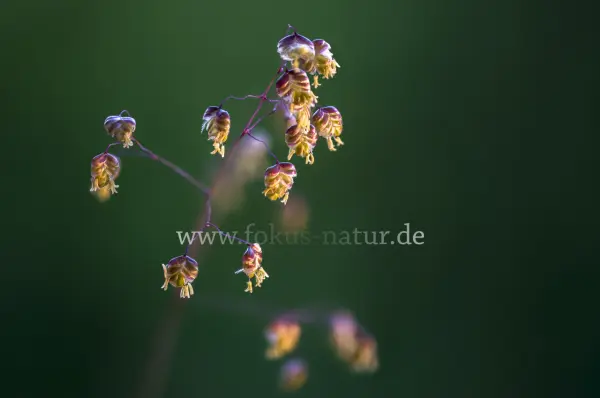 Fokus-Natur Bild