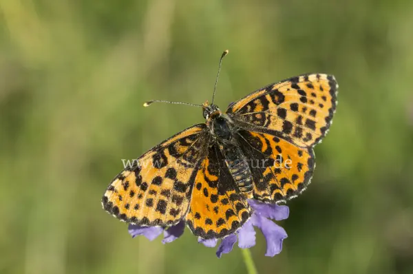 Fokus-Natur Bild