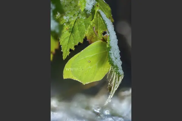 Fokus-Natur Bild