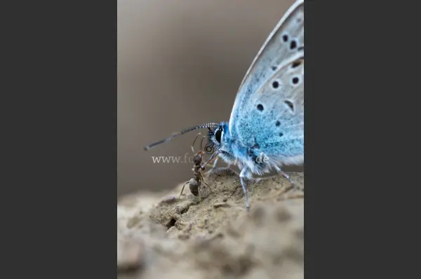 Fokus-Natur Bild