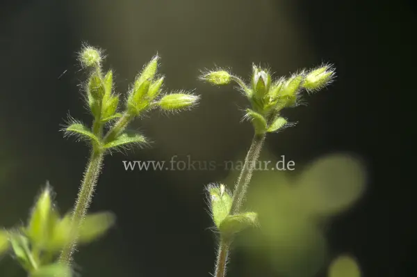 Fokus-Natur Bild