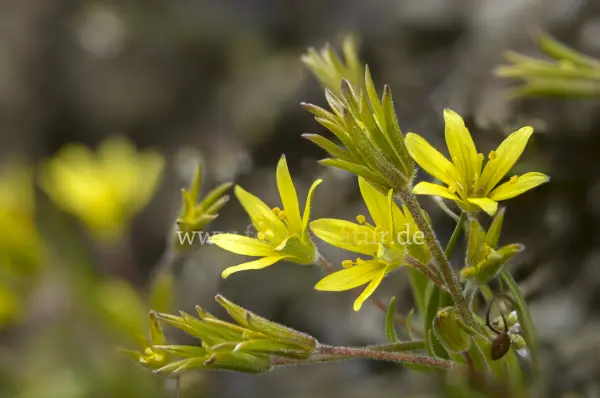 Fokus-Natur Bild