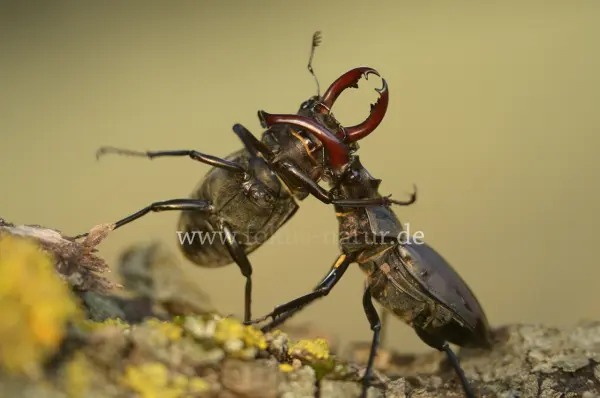 Fokus-Natur Bild
