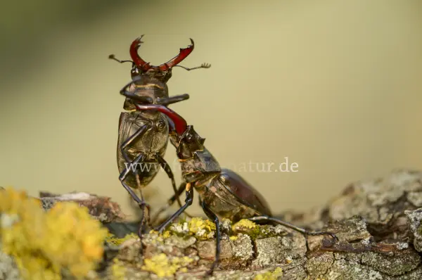 Fokus-Natur Bild