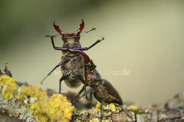 Fokus-Natur Bild