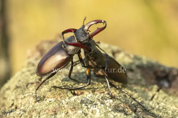 Fokus-Natur Bild