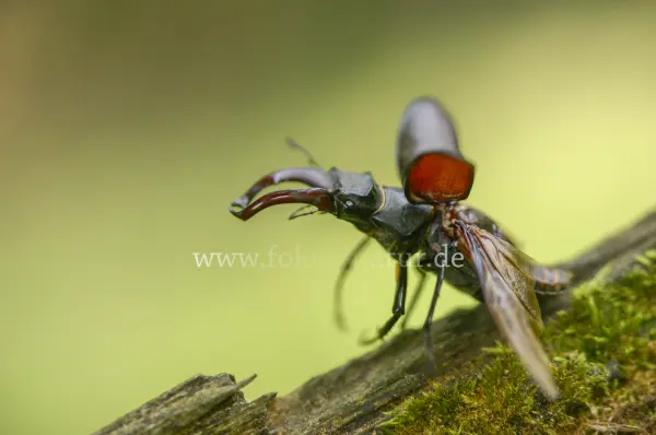 Fokus-Natur Bild