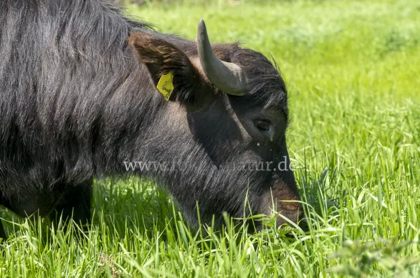Fokus-Natur Bild