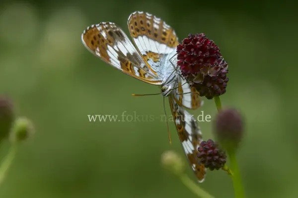 Fokus-Natur Bild