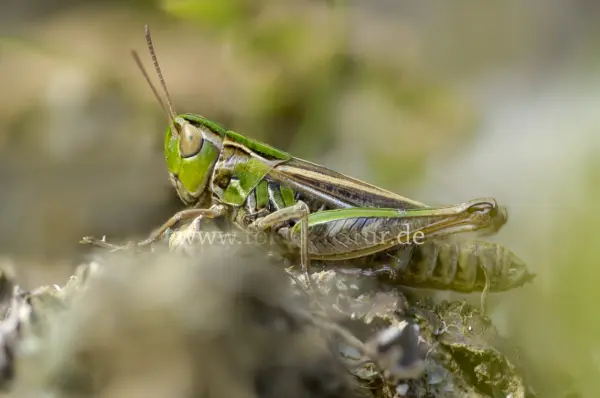 Fokus-Natur Bild