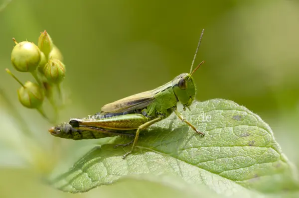 Fokus-Natur Bild