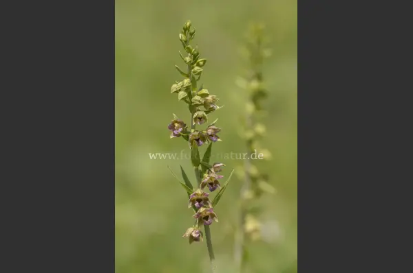 Fokus-Natur Bild
