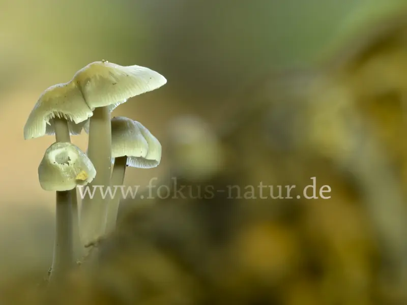 36677s