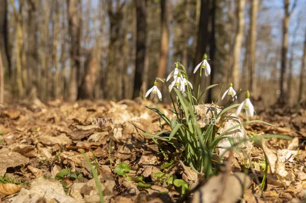 Fokus-Natur Bild