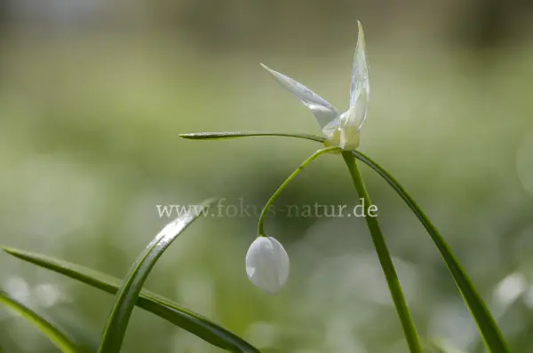 Fokus-Natur Bild