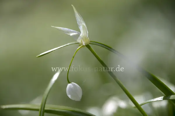 Fokus-Natur Bild