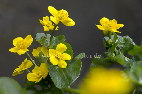 Fokus-Natur Bild