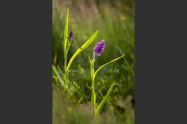 Fokus-Natur Bild