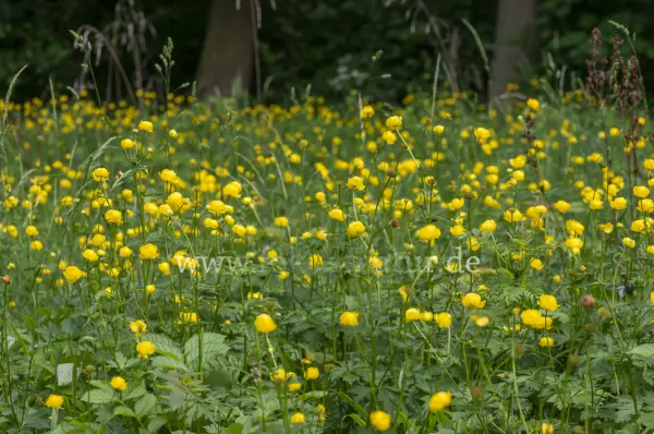 Fokus-Natur Bild