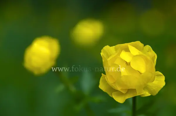 Fokus-Natur Bild