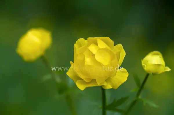 Fokus-Natur Bild