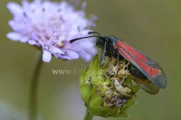 Fokus-Natur Bild