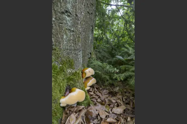 Fokus-Natur Bild