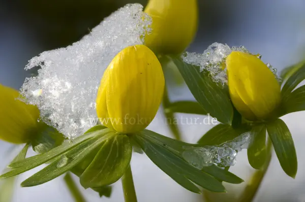 Fokus-Natur Bild