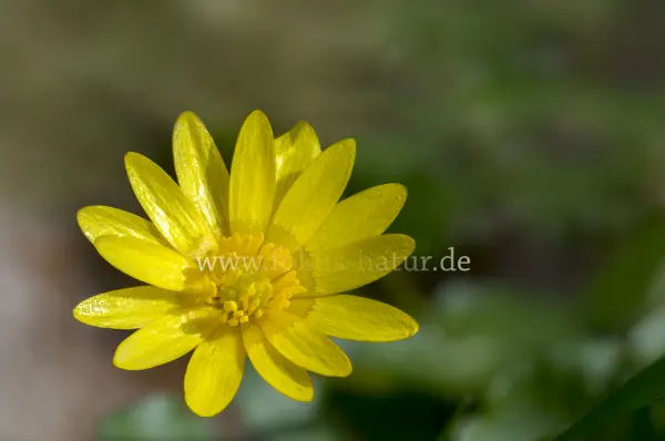 Fokus-Natur Bild