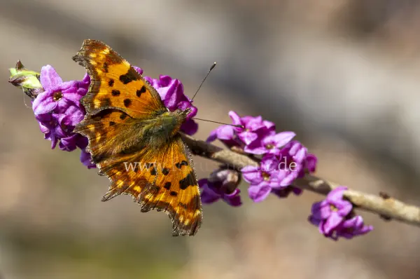 Fokus-Natur Bild