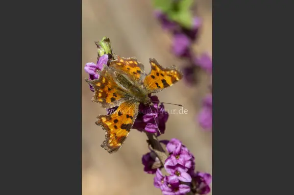Fokus-Natur Bild