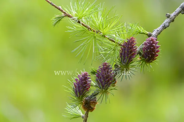 Fokus-Natur Bild