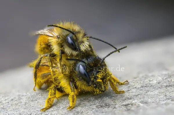 Fokus-Natur Bild