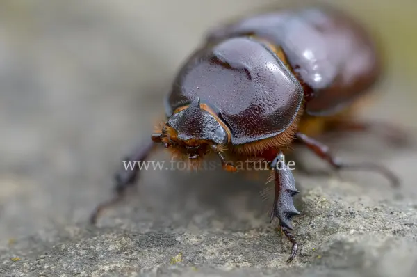 Fokus-Natur Bild