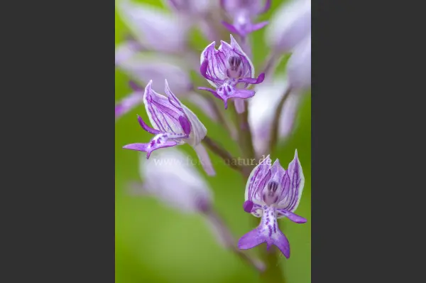 Fokus-Natur Bild