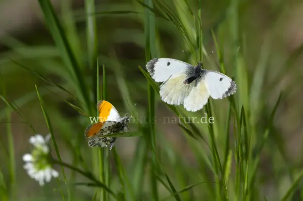 Fokus-Natur Bild
