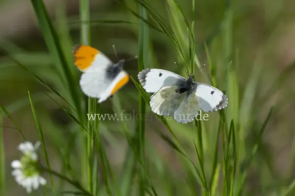 Fokus-Natur Bild