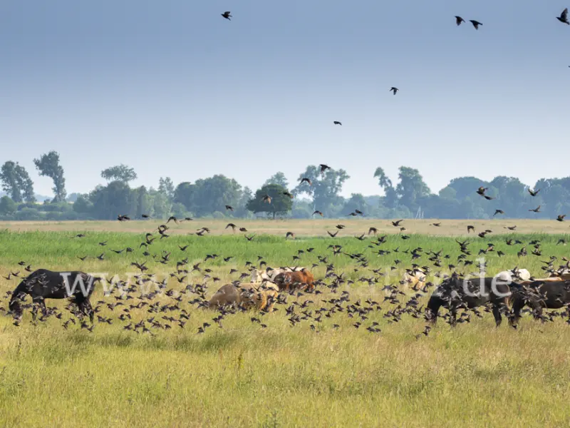 39784