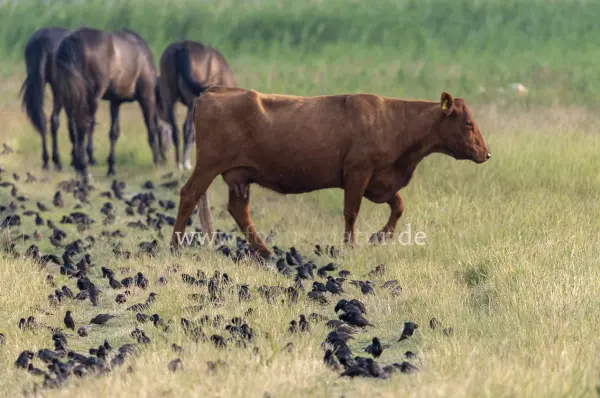 Fokus-Natur Bild