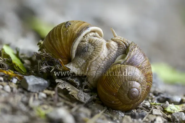 Fokus-Natur Bild