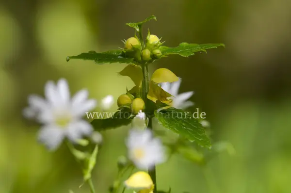 Fokus-Natur Bild