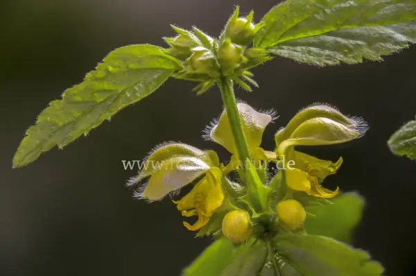 Fokus-Natur Bild