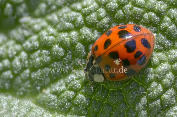 Fokus-Natur Bild