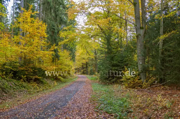 Fokus-Natur Bild